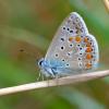 Polyommatus icarus